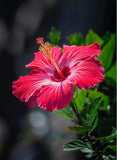 HIBISCUS - shepherdseamoss