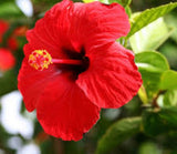 HIBISCUS - shepherdseamoss