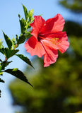 HIBISCUS - shepherdseamoss