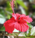 HIBISCUS - shepherdseamoss